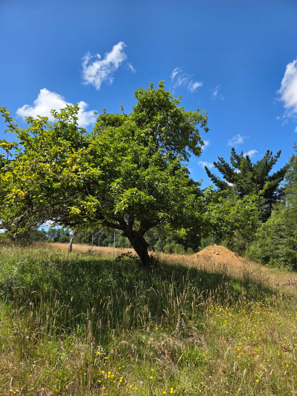 VENTA | Parcela Sector Colga 5.000 m2 - A 15 minutos de Villarrica - Con vertiente natural.