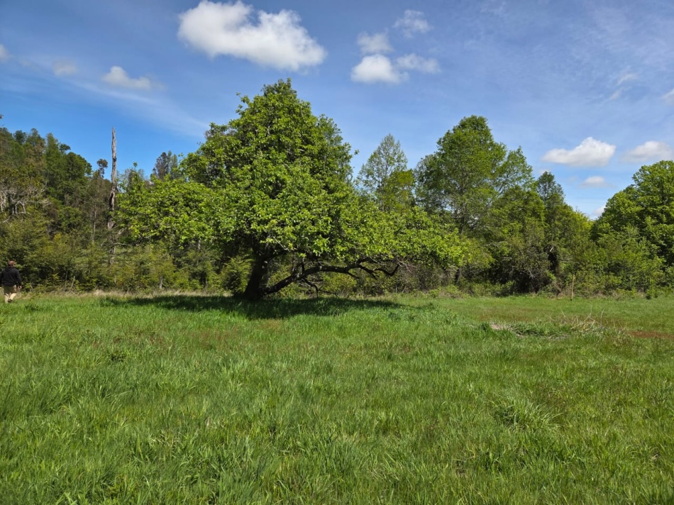 VENTA | Parcela Sector Colga 5.000 m2 - A 15 minutos de Villarrica - Con vertiente natural.